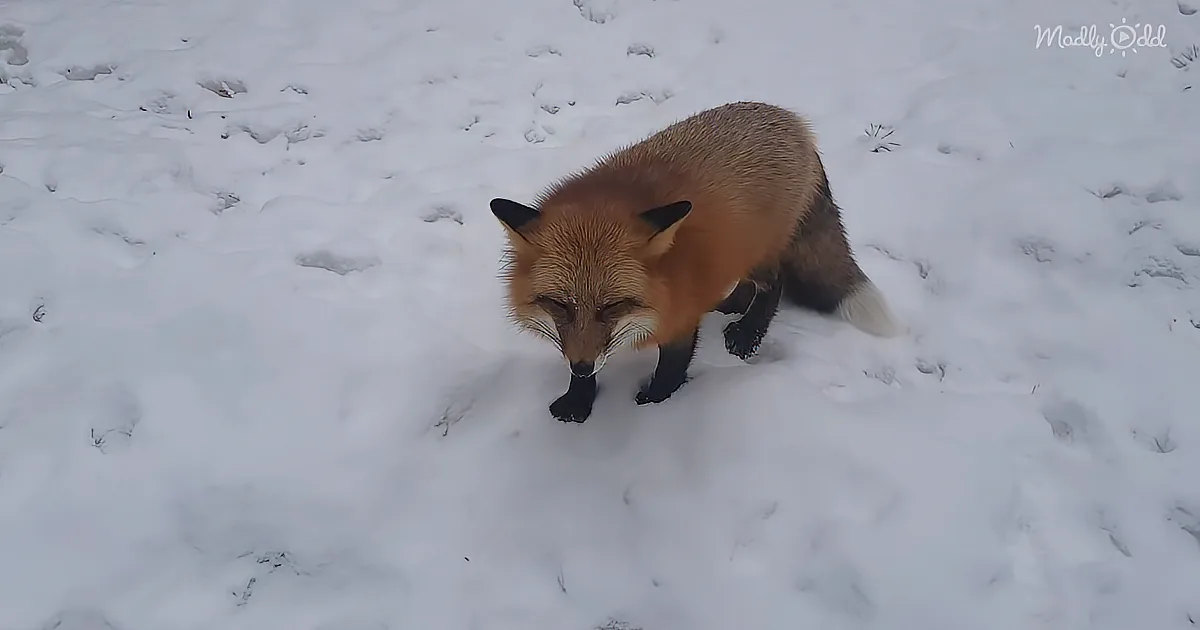 He Found the on Button, but Is There an Off?