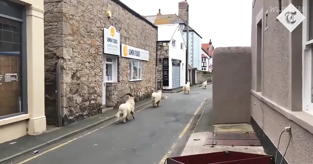 Hilarious Video of Welsh Mountain Goats Claiming Town During Lockdown