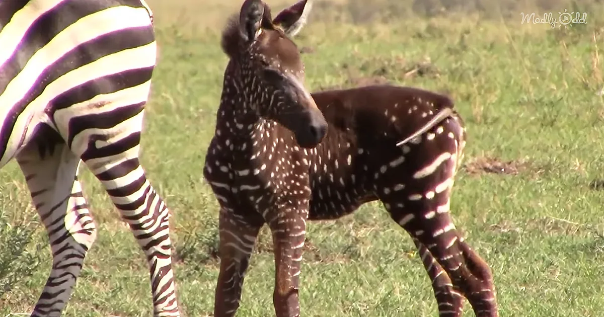 Adorable Baby Zebra Born With Spots Instead of Stripes