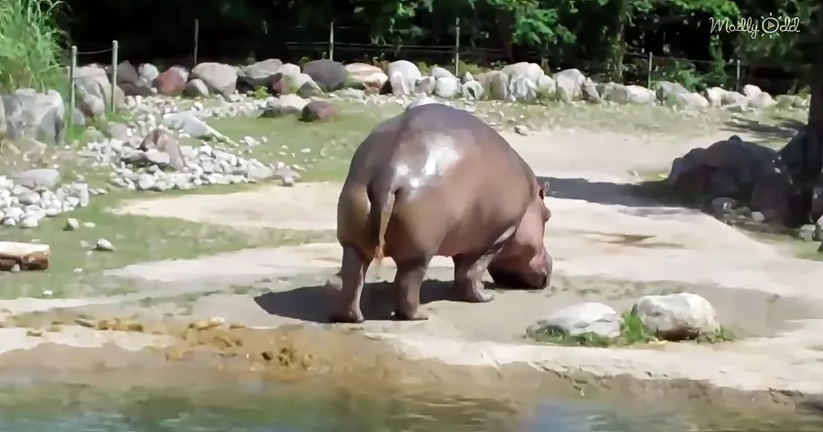 People at Zoo Get Hysterical Show When Hippo Rips a Loud Fart