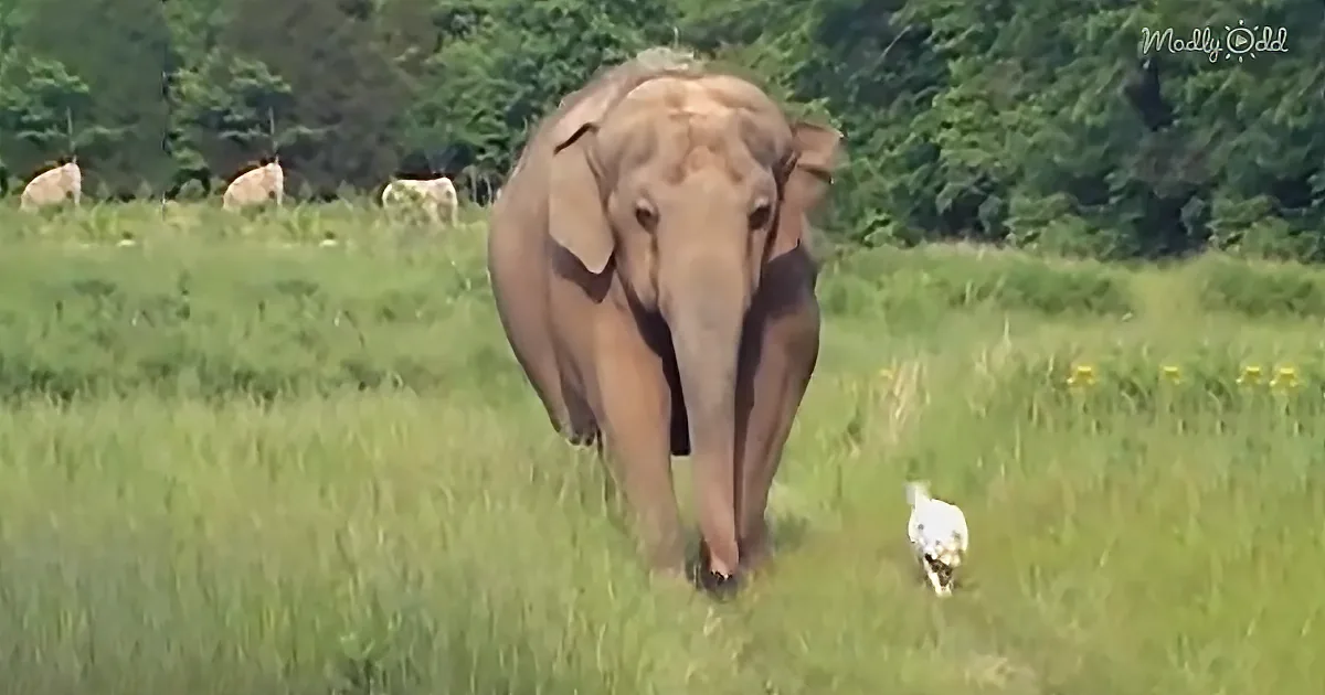 An elephant walks through a grassy field with a bird nearby, surrounded by trees.
