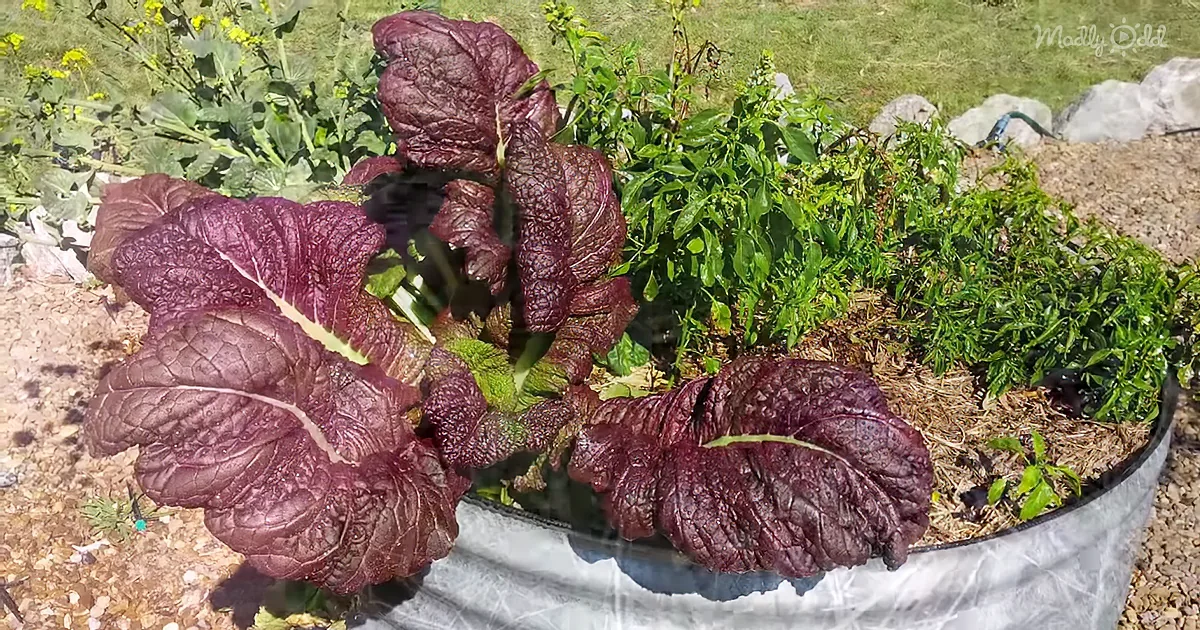 Garden Guru Shows 8 Fast-Growing Vegetables to Grow Easily
