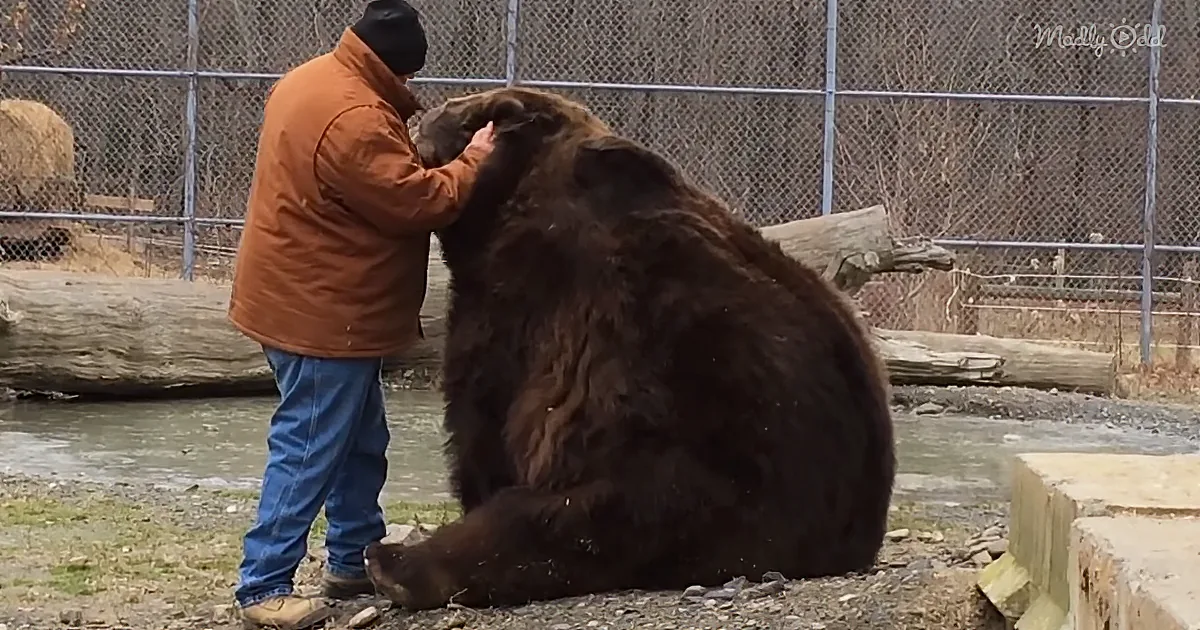 Giant Kodiak Bear Informs Man That Petting Isn't Over Yet