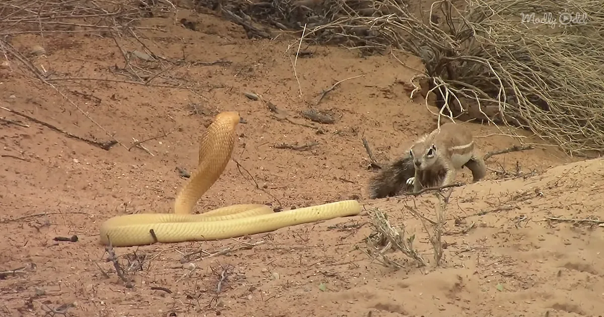 Mother Squirrel Holds Nothing Back Defending Babies Against Cobra