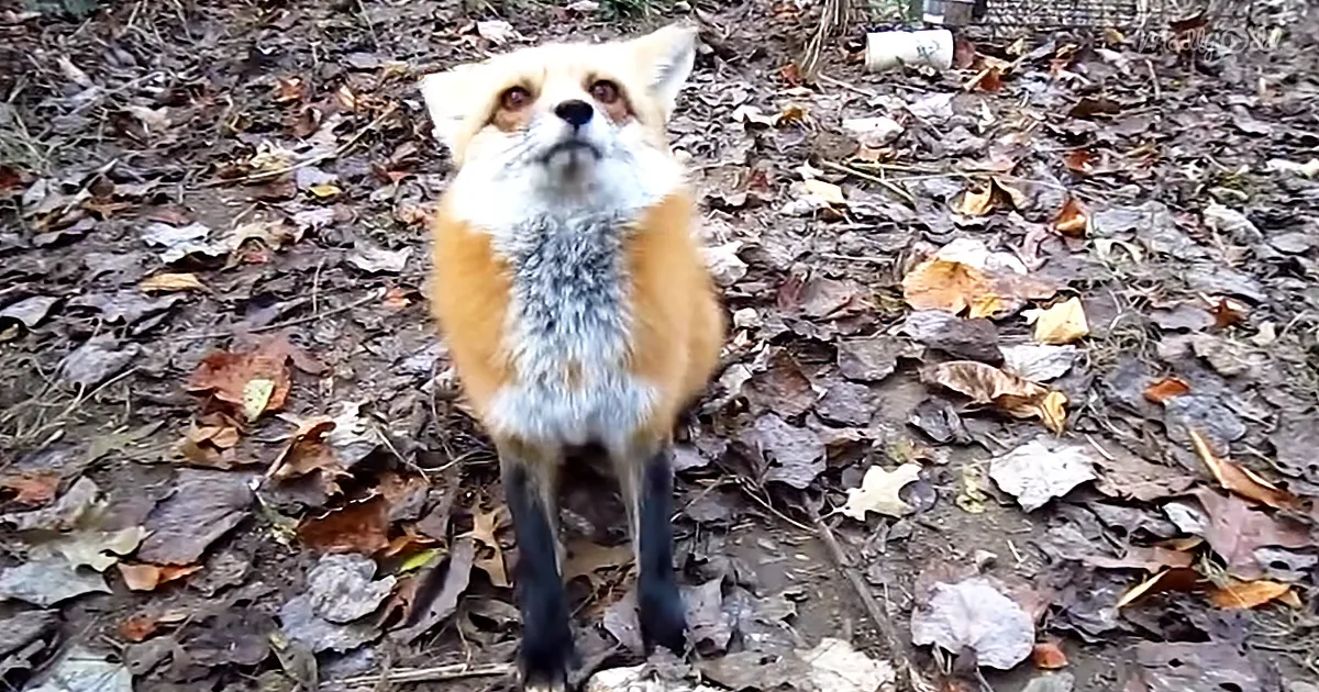 Fluffy Pet Fox Gets Neck Rub, and You'll Be in Love by the End