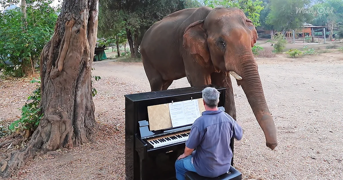 Adorable Dancing Bull Elephant Enjoys Beethoven Rhythmically