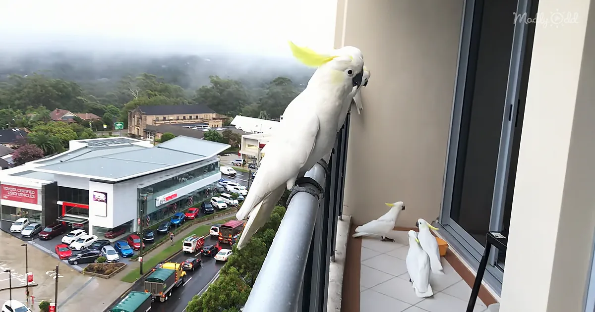 Wild Cockatoos Visit Every Morning in an Adorable Display of Love