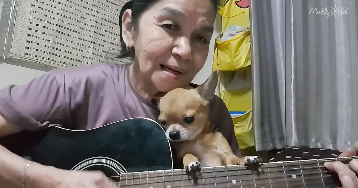 Woman Plays 'Hey Jude' Beautifully While Tiny Puppy Enjoys the Song