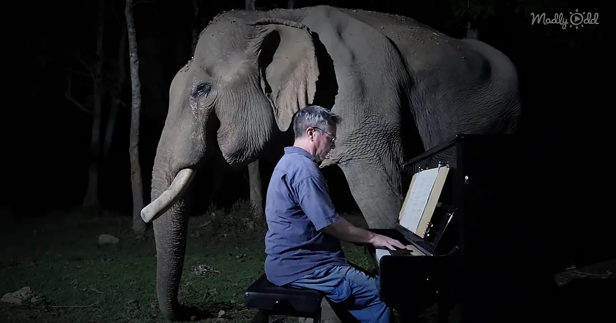 61-Year-Old Elephant Gets Serenaded by Classical Pianist Playing 'Moonlight Sonata.'