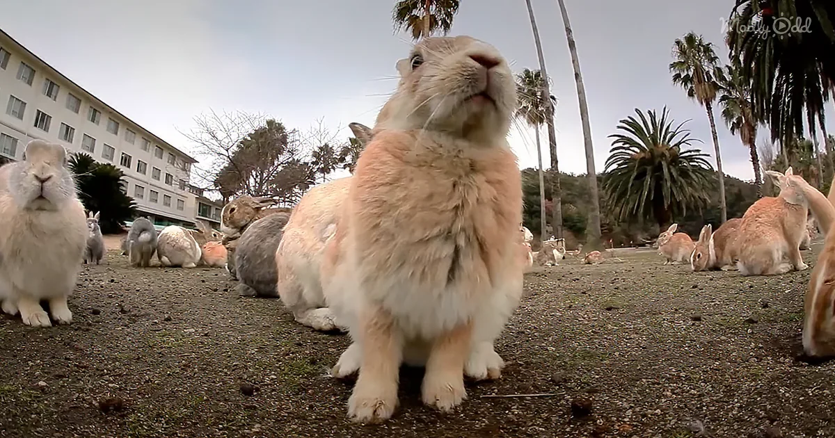 Hundreds of Adorable Bunny Rabbits Found on Small Island in Japan