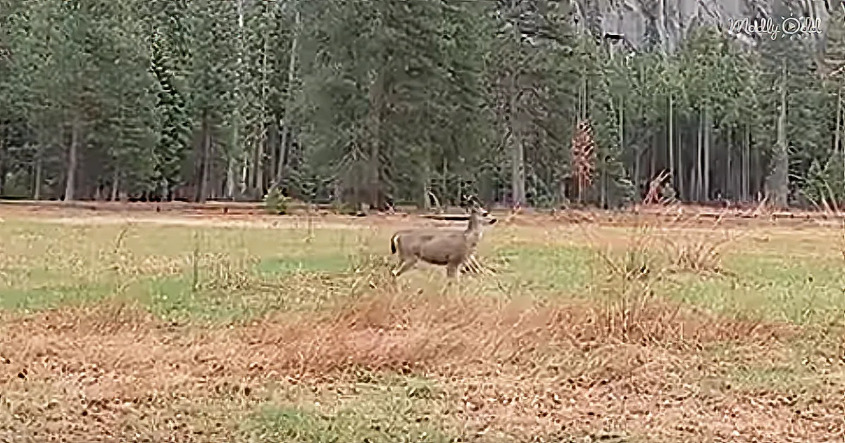 A deer stands in a grassy field with a forest of tall trees in the background.