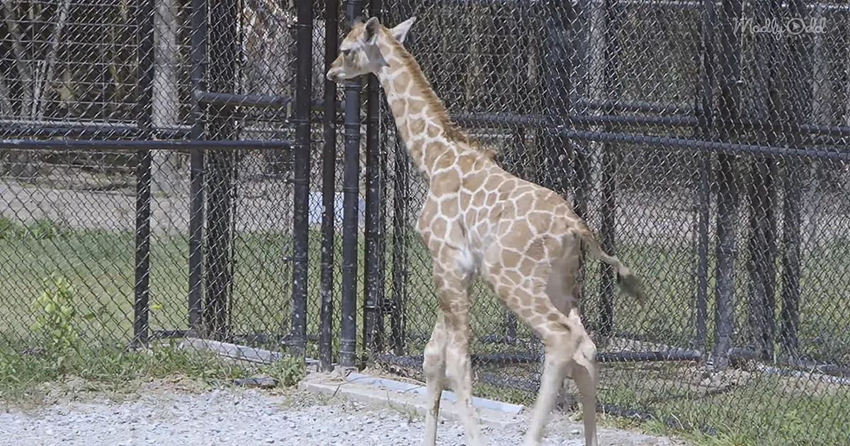 Audubon Nature Institute Calls Newborn Baby Giraffe Hope Amid Coronavirus Pandemic