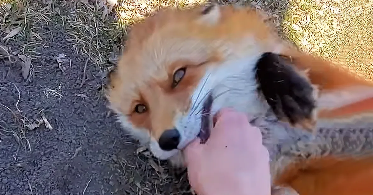 Stealthy Fox Steals Phone While It's Recording Capturing Adorable Footage