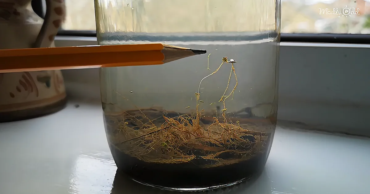 Man Left Jar of Pond Water on Window Sill and Created an Astounding Science Experiment