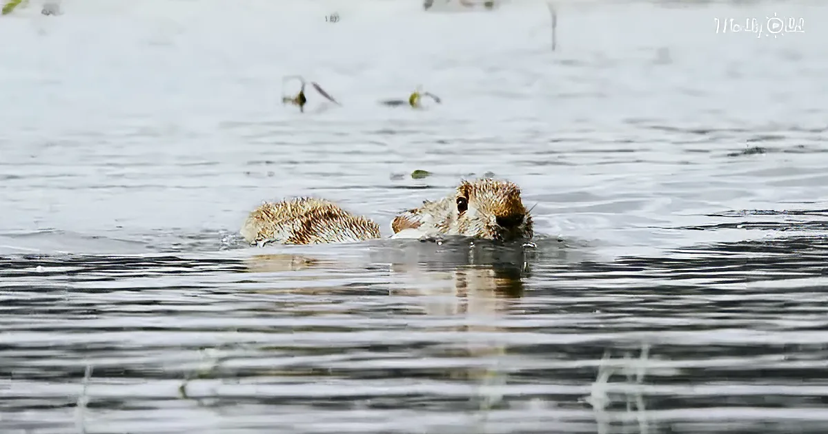 A beaver swims in calm water, its head and back visible above the surface.