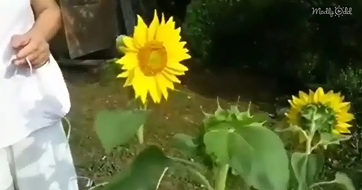 A bright yellow sunflower stands prominently in a garden, surrounded by green foliage.