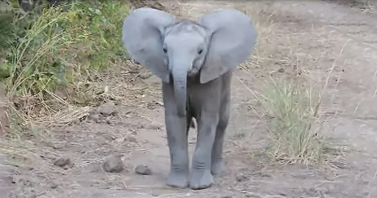 Tiny Elephant Calf Takes a Run at Sightseers When They Disrupt His Playtime