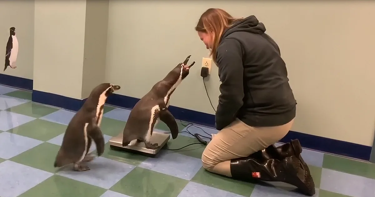 A woman kneels beside two penguins on a scale, interacting with them.