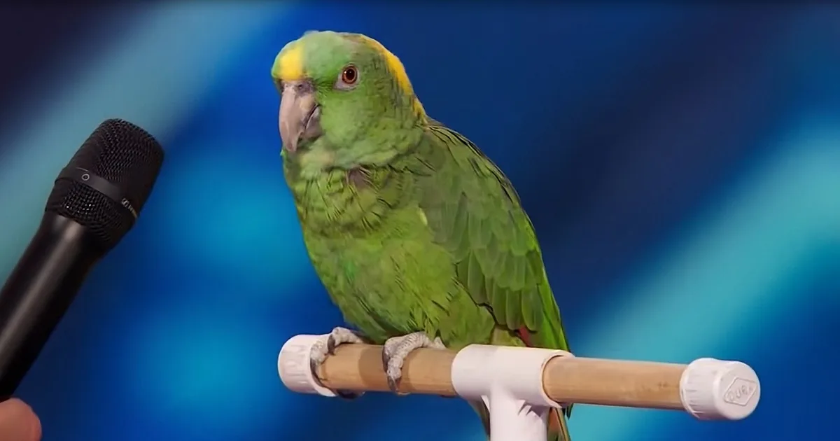 A green parrot with yellow patches perches on a wooden stand near a microphone against a blue background.