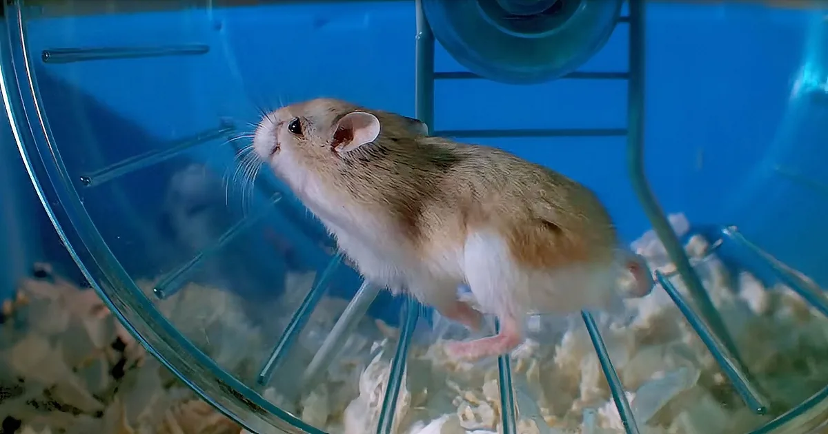 We Had No Clue Hamsters Could Run so Fast