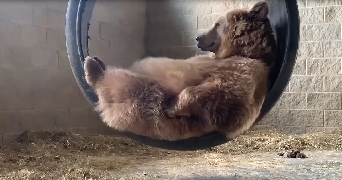 This Video of a Bear Unwinding on a Swing Should Be a Life Goal
