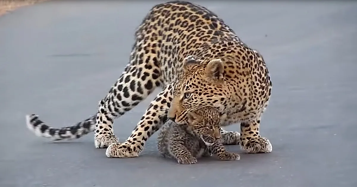 You'll Fall in Love With These Leopard Cubs Learning to Cross the Road