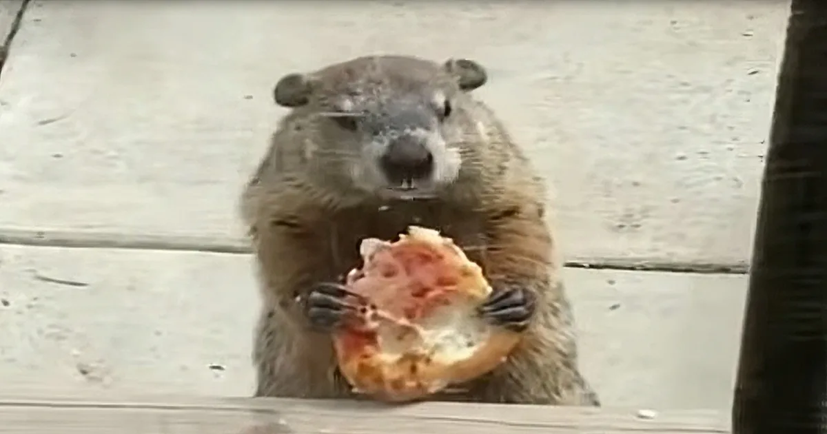 Groundhog Found Casually Enjoying a Slice of Pizza on Porch
