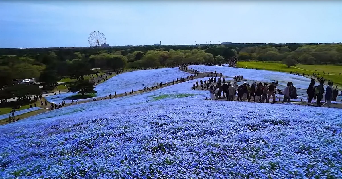 Baby Blue Eyes Bloom Into a Sea of Color Carpeting the Hills