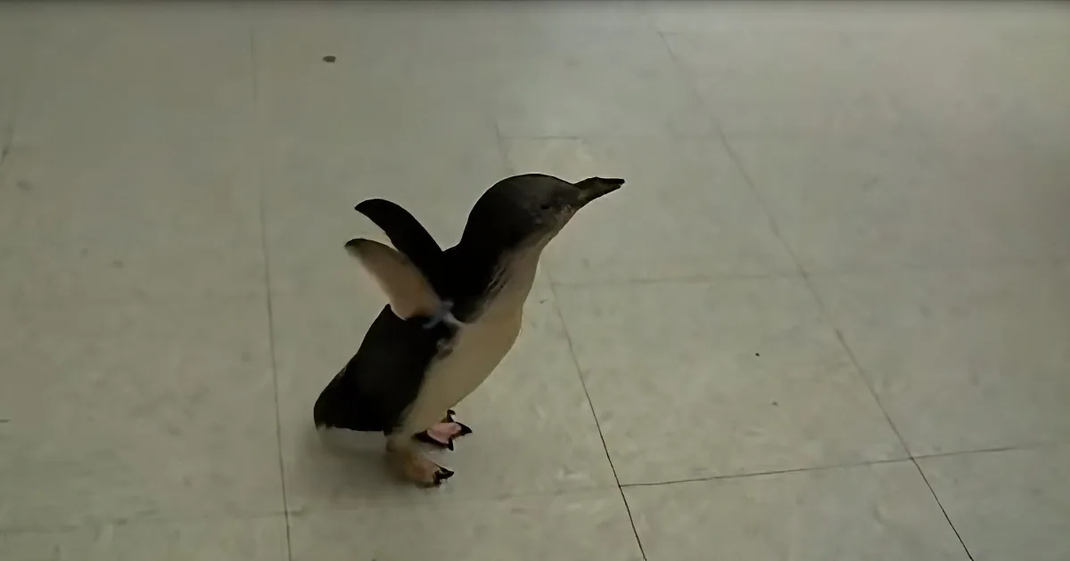 Cookie the Curious Penguin Is Searching the Whole Zoo for His Favorite Human