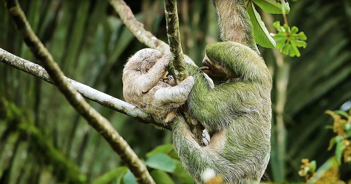 This Mama Sloth Holds Her Baby Tight as They Trek Through the Costa-Rican Jungle