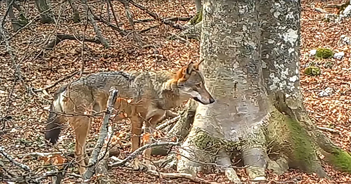 Cameraman Captures Incredible Footage in the Woods....and No, It's Not Bigfoot