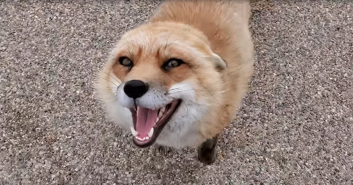 A close-up of a fox with its mouth open, standing on a gravel surface.