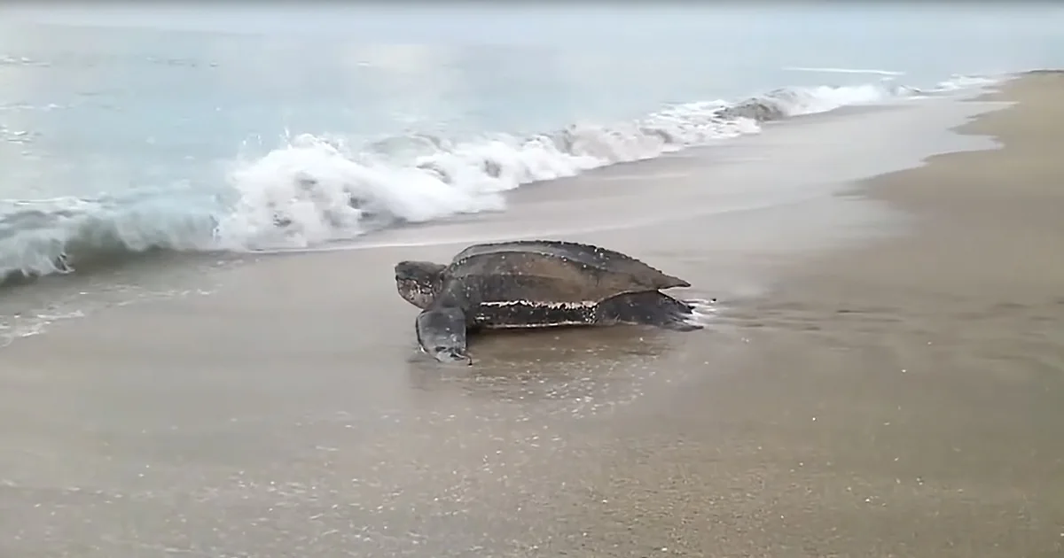 A sea turtle is crawling on the sandy beach near the ocean waves.