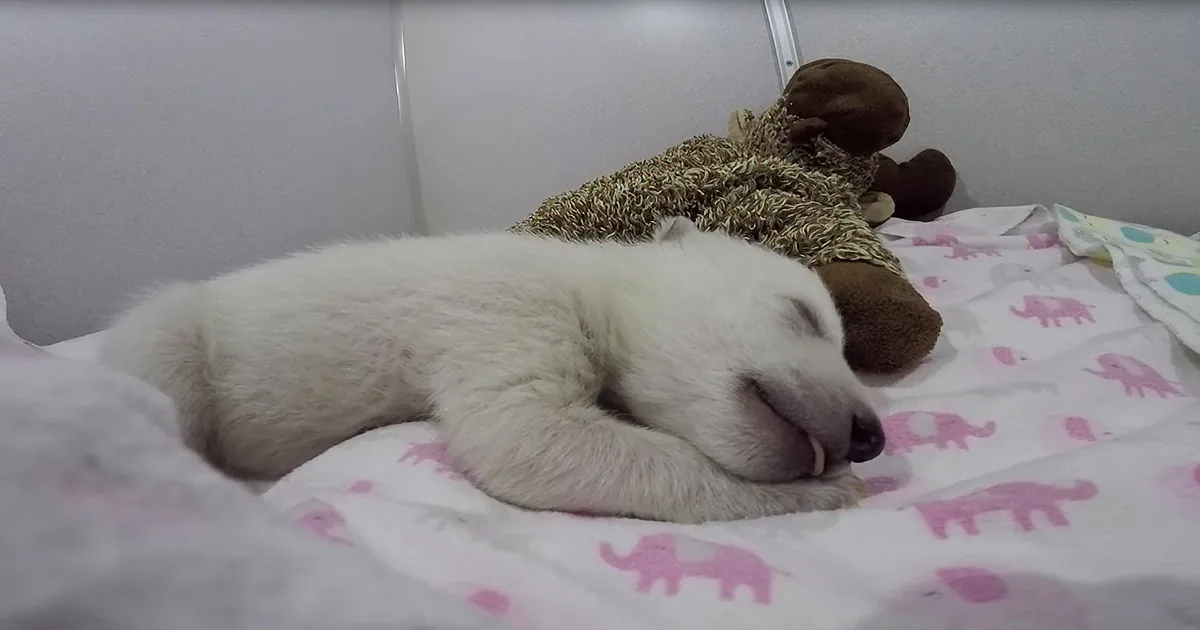 Orphaned Polar Bear Steals Hearts While Cuddle With Her Own Stuffed Animal