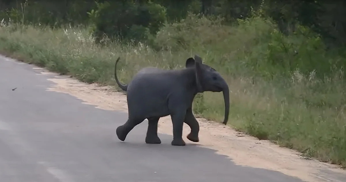 Adorable Baby Elephant Chases Swallows Around Street