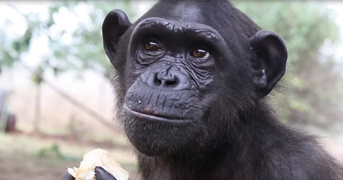 A chimpanzee holds food in its hand, gazing directly at the camera with a blurred natural background.