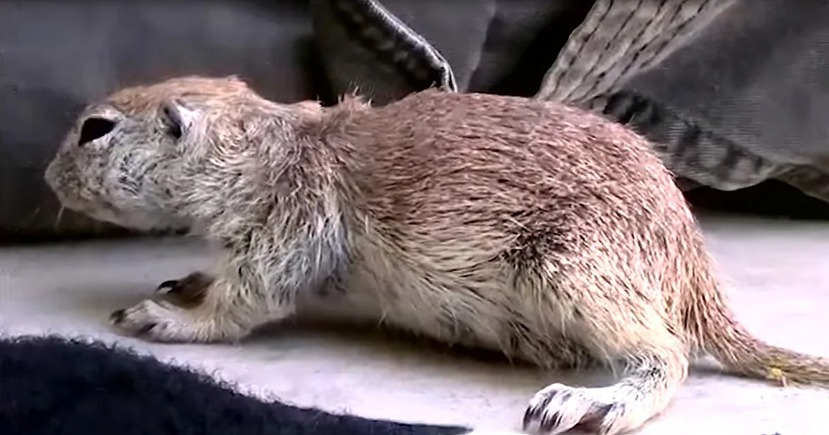 Kindhearted Repairman Saves Drowning Squirrel Using Cpr
