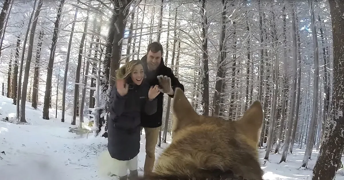 Engaged Couple Allows Their Curious Dog to Film Their Wedding
