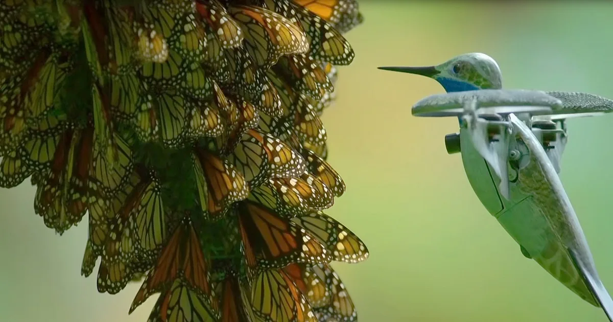 Rare Monarch Butterfly Swarm Footage From Breathtaking POV of Flying Hummingbird Drone