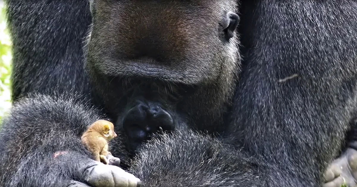A gorilla holds a small monkey on its arm, showcasing a tender moment of interspecies connection.