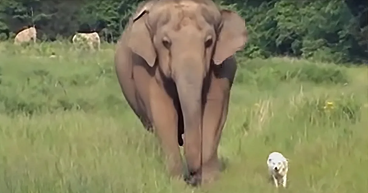 A large elephant stands in a grassy field, its trunk lowered, with a small dog nearby.