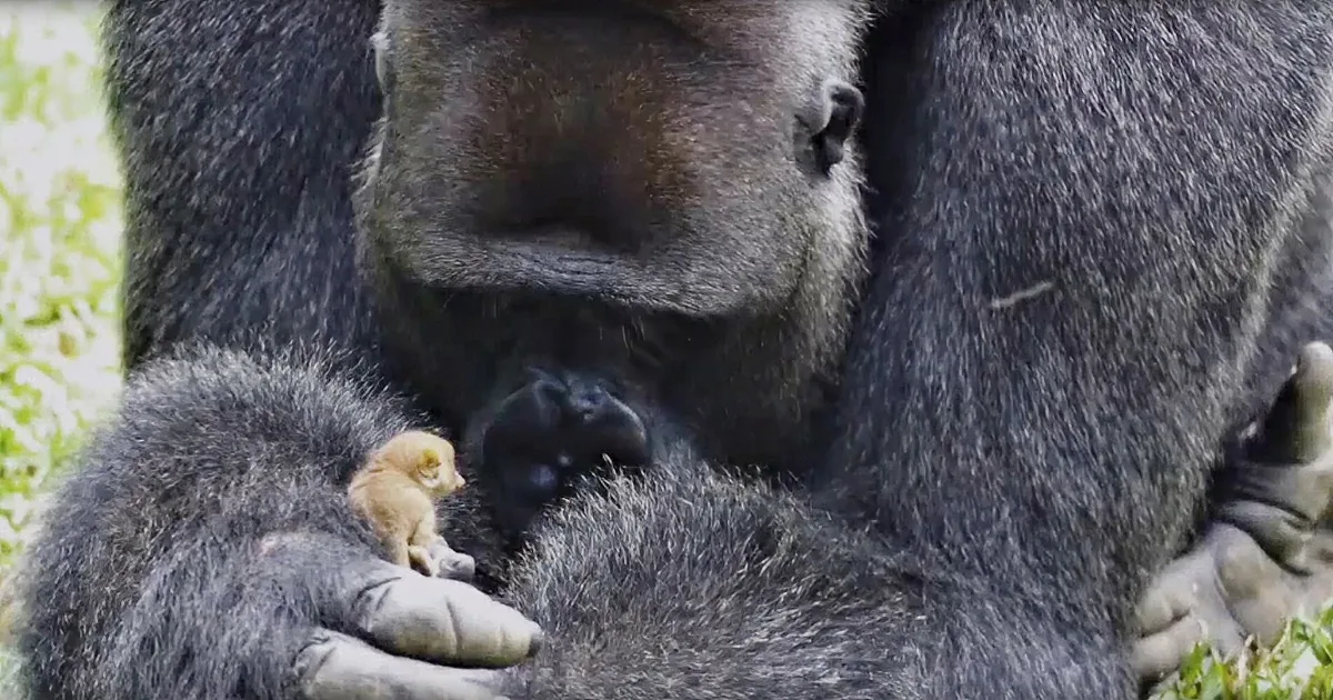 A gorilla holds a small, light-colored baby gorilla on its chest, surrounded by dark fur.