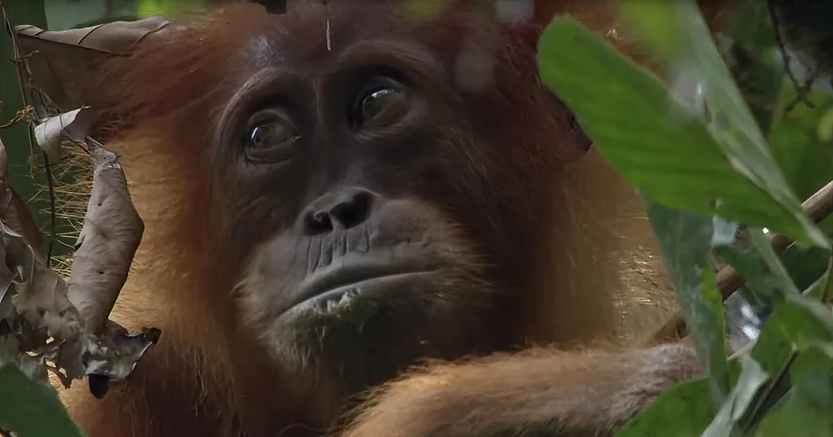 Aging Orangutan Patiently Teaches Young Daughter Basic Skills of Rainforest Survival