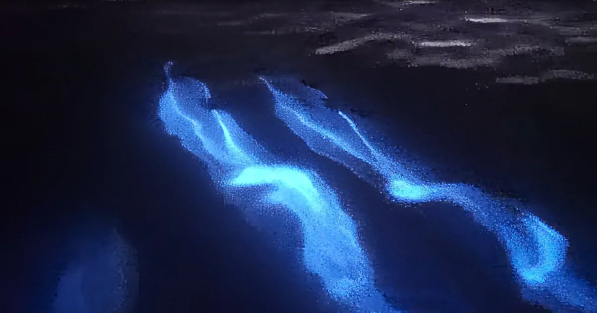 Jaw-Dropping Footage of Dolphins Joyfully Swim Through Fascinating Bioluminescent Water