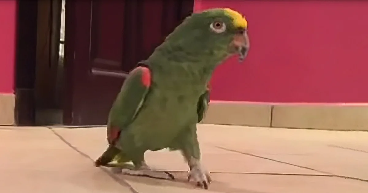 Behold, the Most Terrifying Sound Known to Man, the Sinister...Parrot?