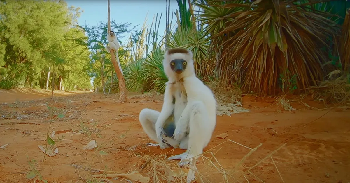 Spy Chameleon Drone Calmly Films Adorable Sifaka Lemurs Jumping Around Forest Floor