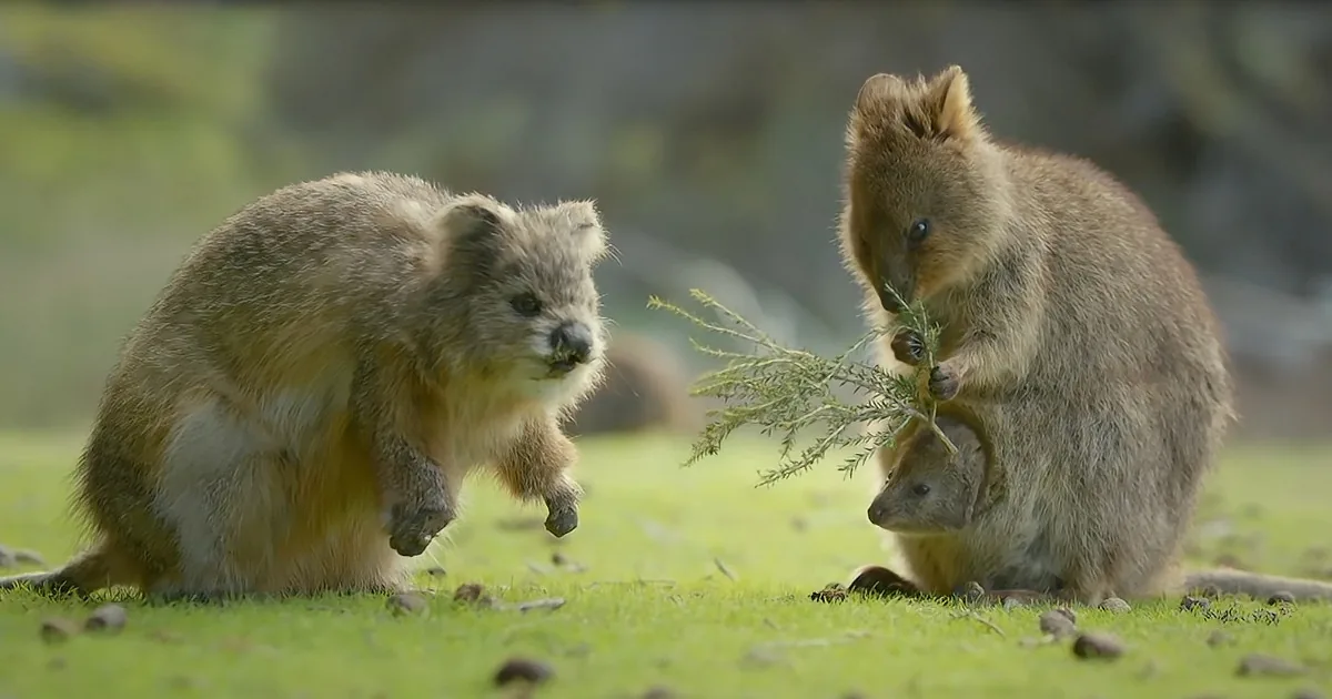 Sly Quokka Spy Meets Adorable Joey in Mother Pouch