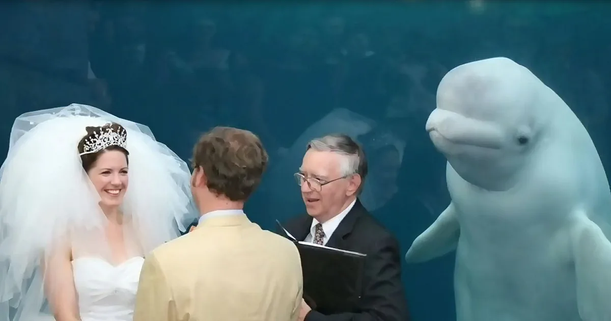 A bride in a white dress and veil smiles at a man in a suit, with a beluga whale in the background.