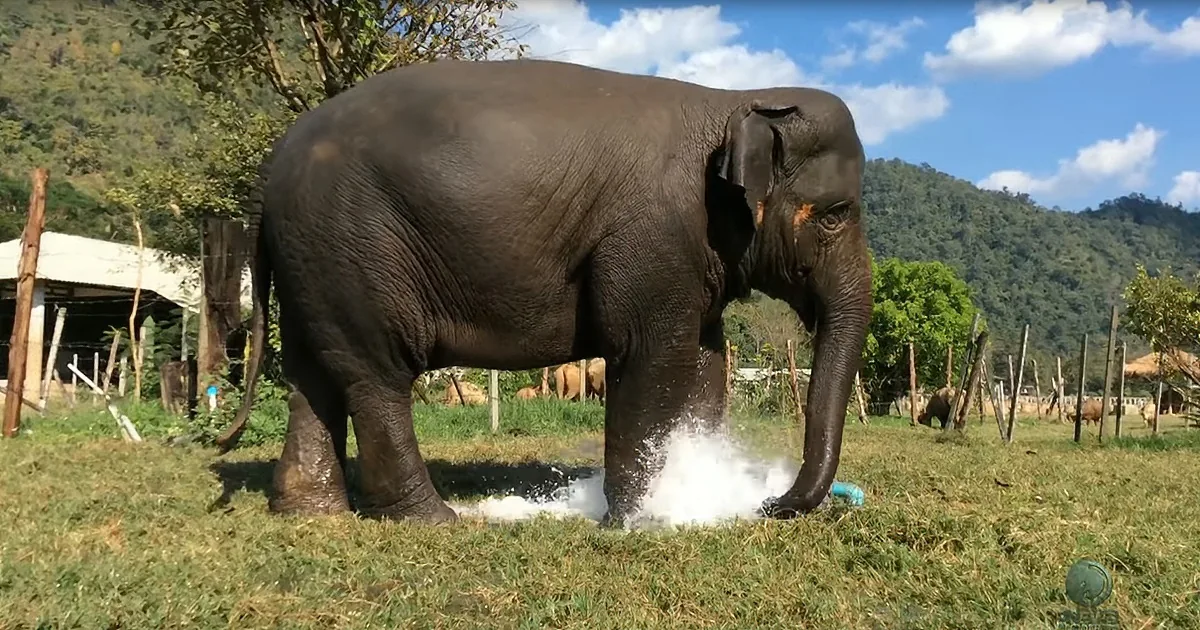 Adorable Elephant Enjoys Refreshing Fountain After Breaking Sprinklers