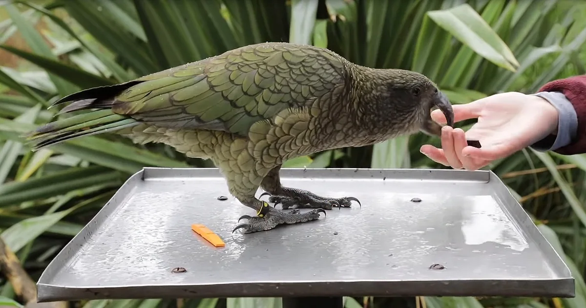 Kea Parrots Will Blow Your Mind With Their Probabilistic Reasoning